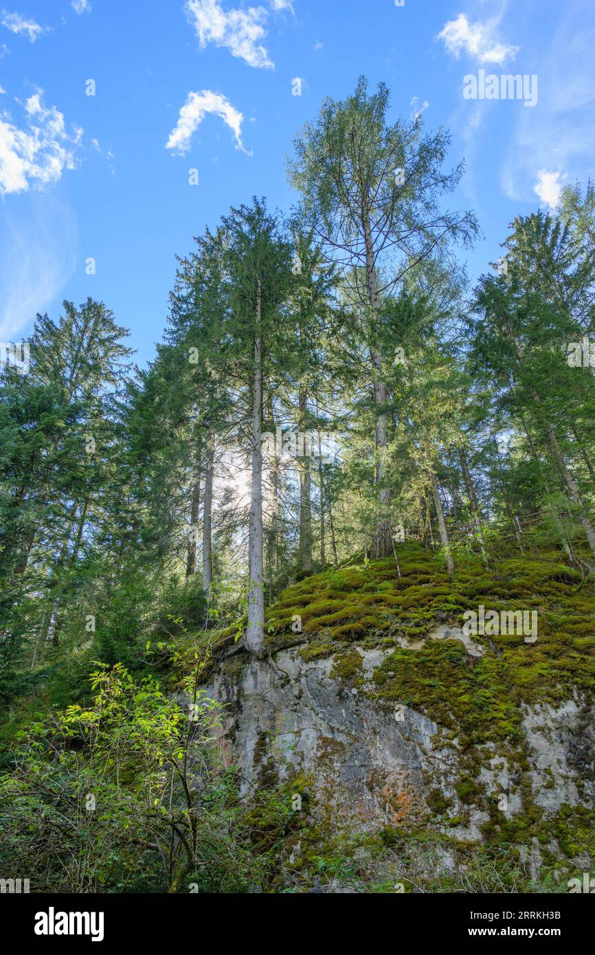 Austria, Tyrol, Zillertal, mountain forest near Finkenberg. Stock Photo