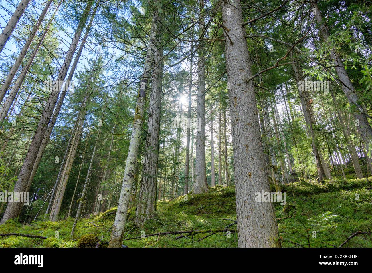 Austria, Tyrol, Zillertal, mountain forest near Finkenberg. Stock Photo