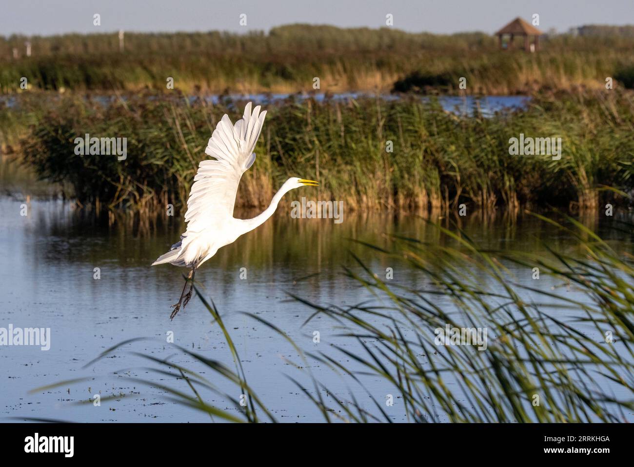 220910 -- FUJIN, Sept. 10, 2022 -- A waterbird flies in the Fujin National Wetland Park in Fujin City of northeast China s Heilongjiang Province, on Sept. 1, 2022.  CHINA-HEILONGJIANG-FUJIN-ENVIRONMENT-WETLAND CN ZhangxTao PUBLICATIONxNOTxINxCHN Stock Photo