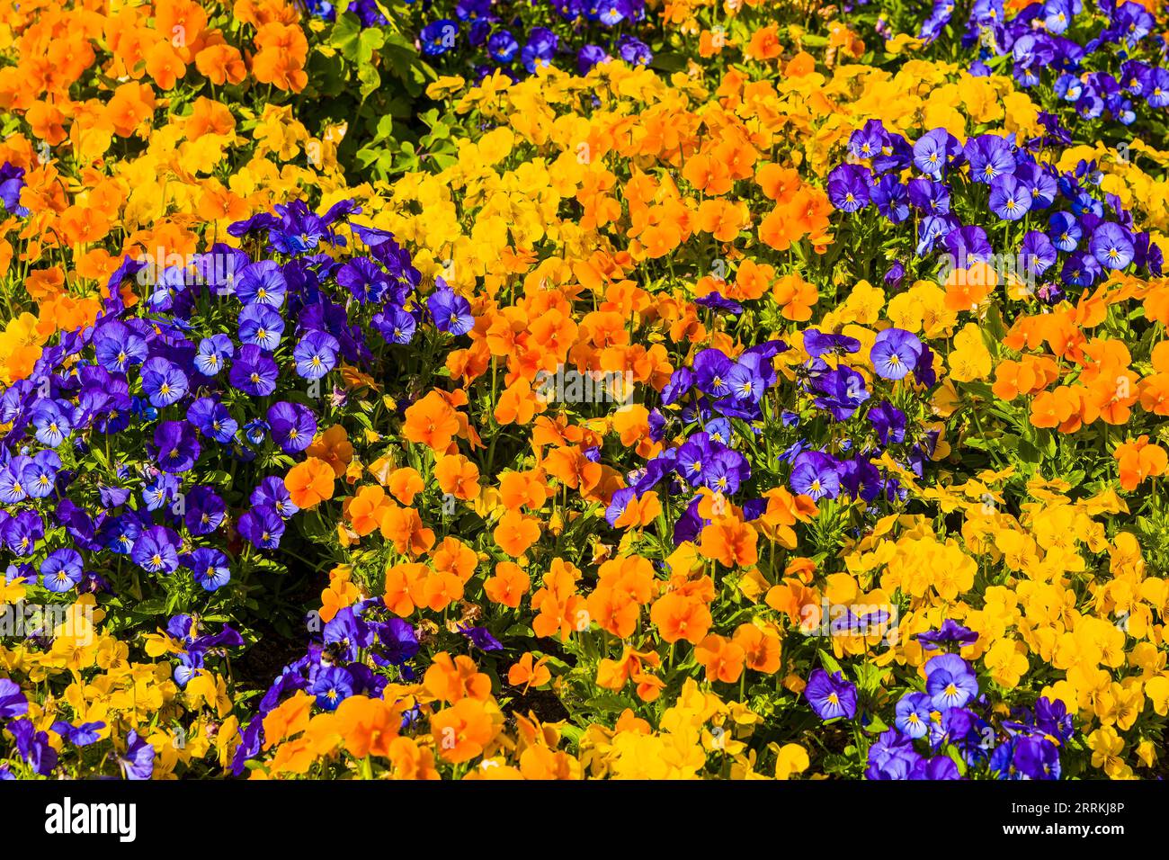 multicolored flower carpet of pansies (viola) Stock Photo