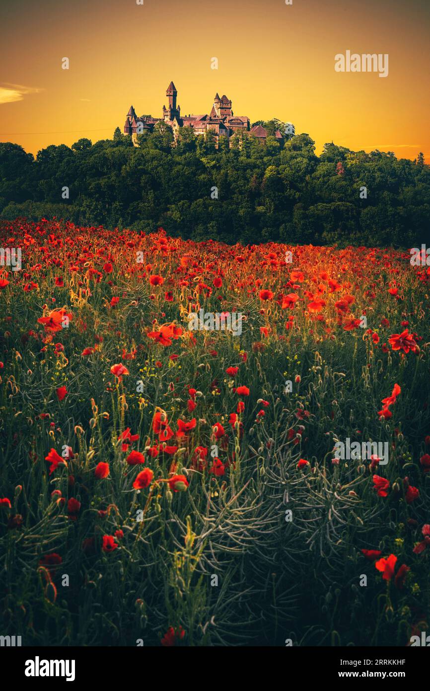 Braunfels castle in the sunset. Poppies and knight castle in Taunus, Hesse Stock Photo