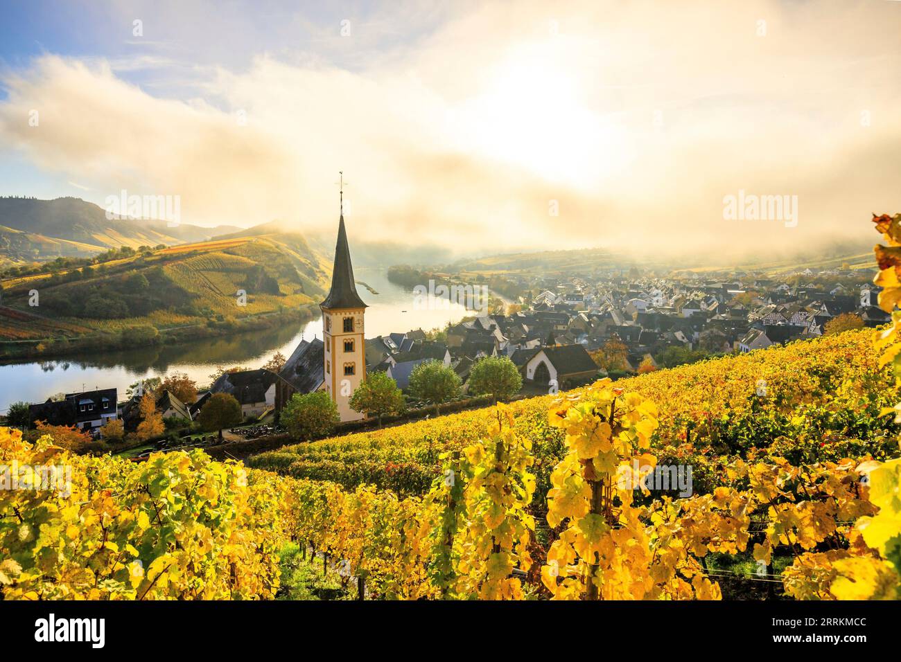 Beautiful landscape shot on the Mosel loop in autumn, yellow autumn color of vineyards and vines near the town of Bremm, calm misty sunrise on the Mosel river in Germany Stock Photo