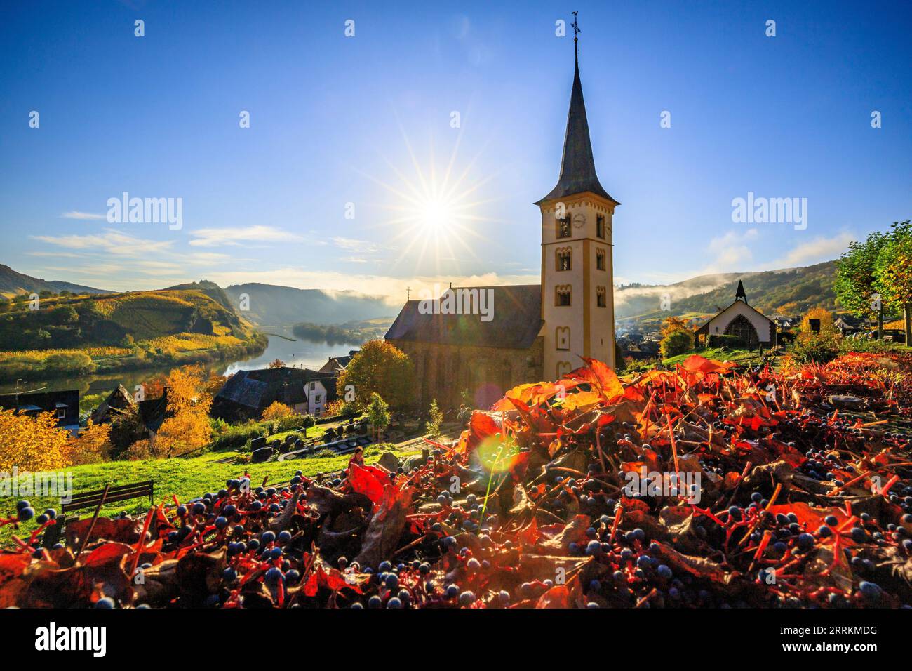 Beautiful landscape shot on the Mosel loop in autumn, yellow autumn color of vineyards and vines near the town of Bremm, calm misty sunrise on the Mosel river in Germany Stock Photo