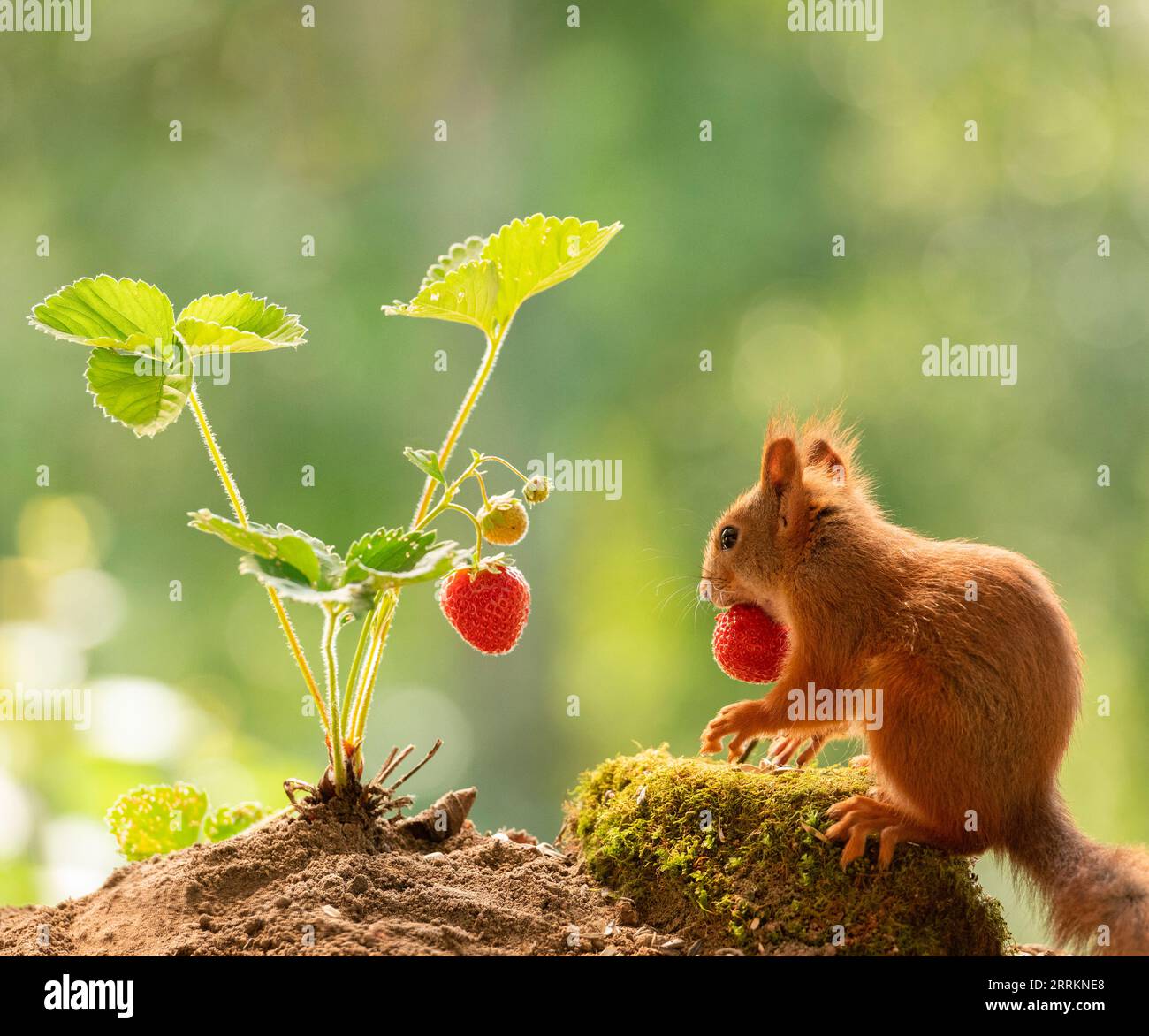 Red Squirrel is eating a strawberry Stock Photo Alamy