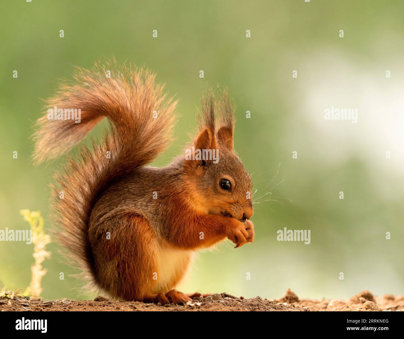 Red Squirrel standing on the ground Stock Photo