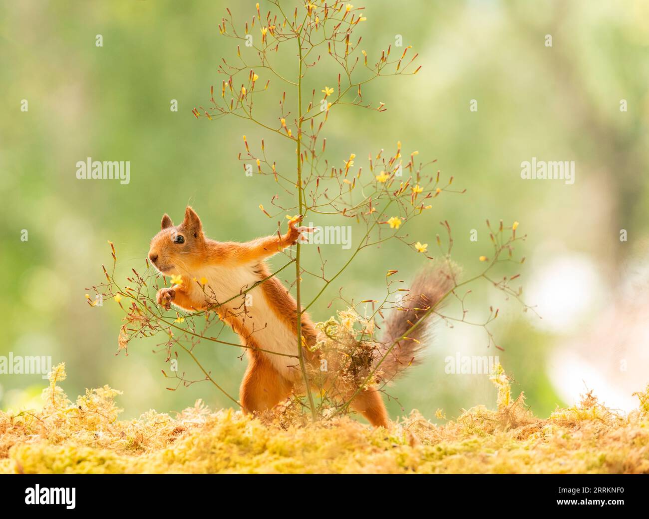 Red Squirrel hold a branch with flowers Stock Photo