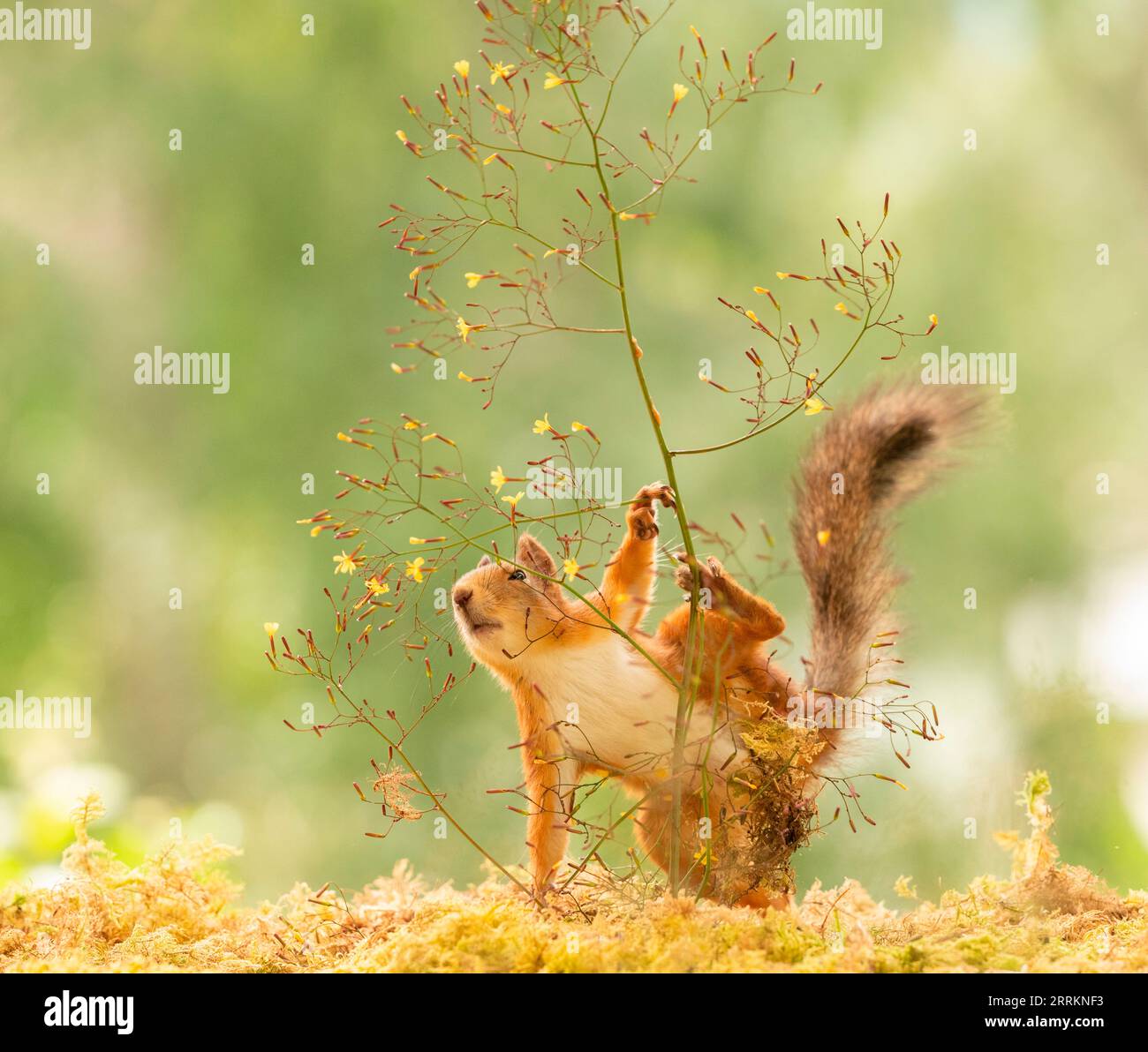 Red Squirrel hold a branch with flowers Stock Photo
