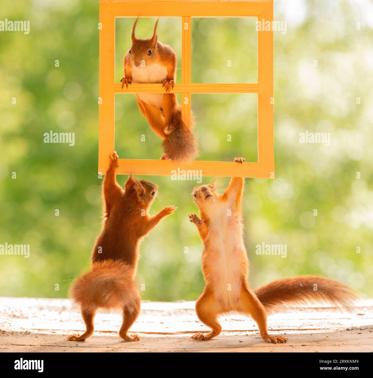 Squirrel inside a house hires stock photography and images Alamy
