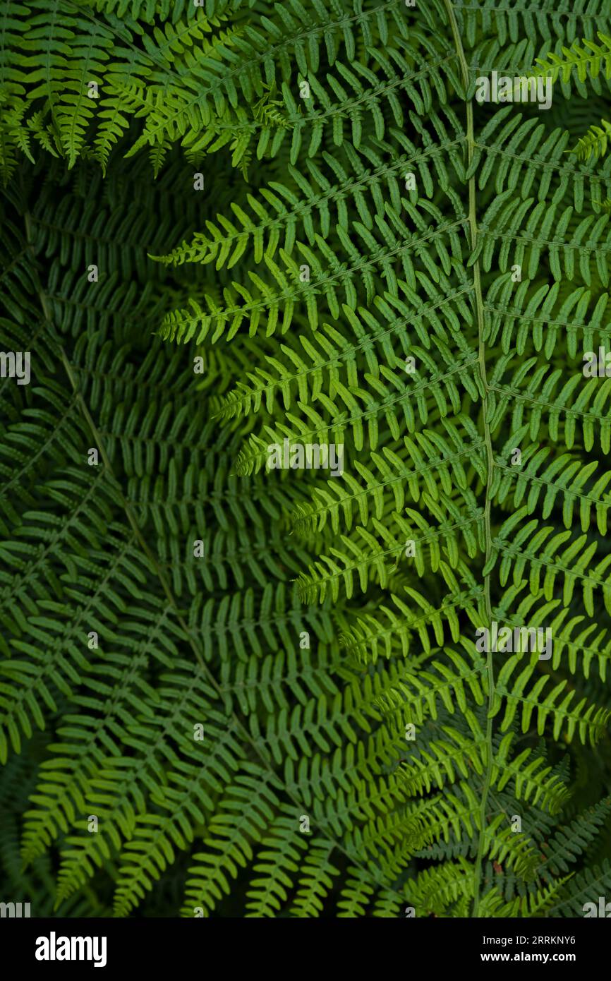 Leaflets of bracken fern (Pteridium aquilinum), Palatinate Forest Nature Park, Palatinate Forest-North Vosges Biosphere Reserve, Germany, Rhineland-Pa Stock Photo