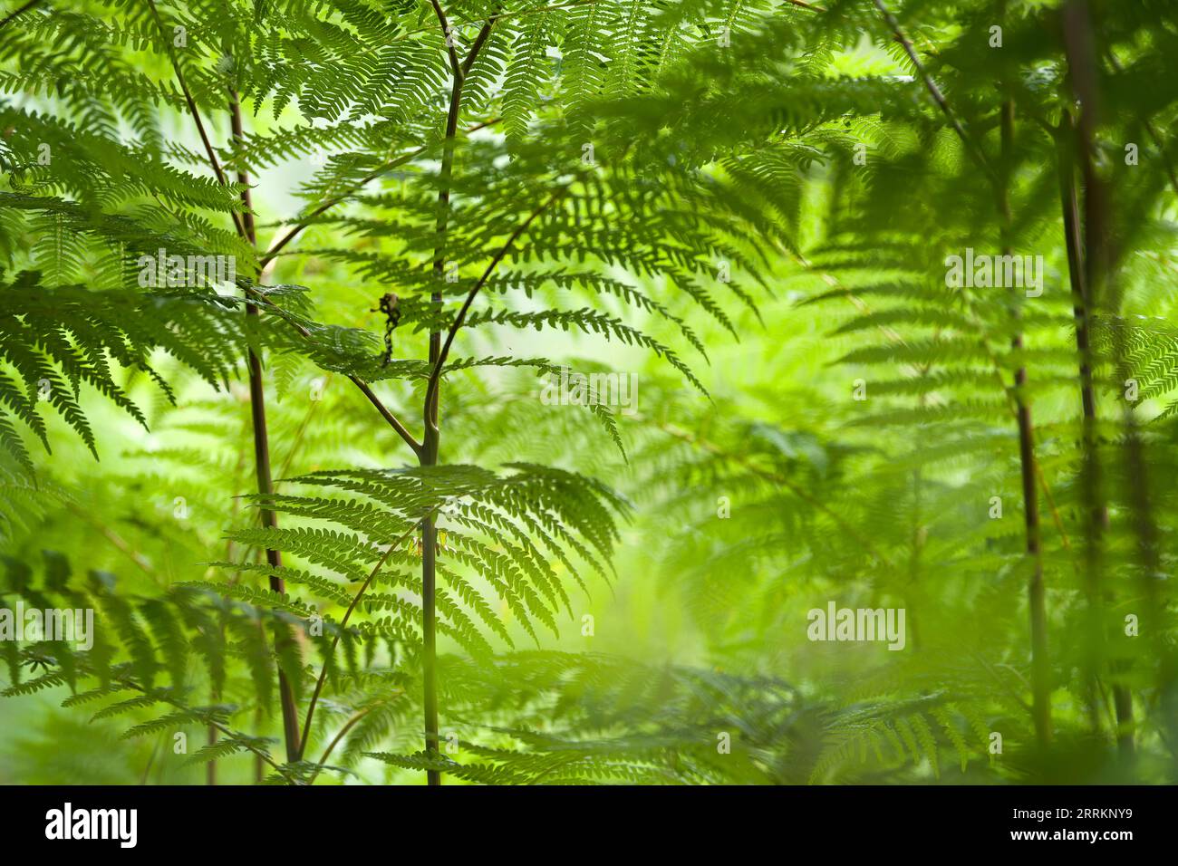 Eagle fern (Pteridium aquilinum), forest of fern plants from frog perspective, Pfälzerwald Nature Park, Pfälzerwald-Nordvogesen Biosphere Reserve, Germany, Rhineland-Palatinate Stock Photo
