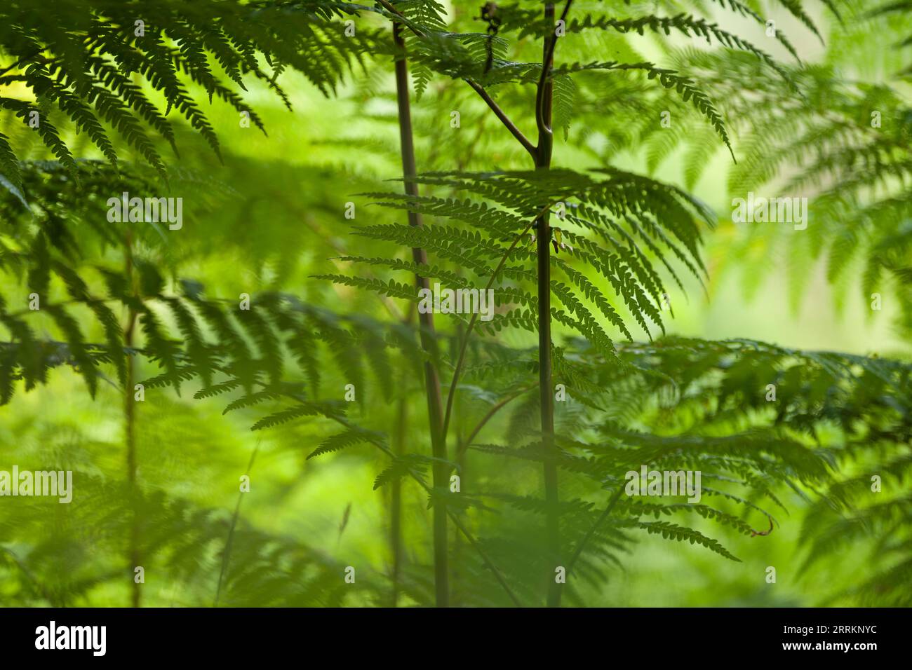 Eagle fern (Pteridium aquilinum), forest of fern plants from frog perspective, Pfälzerwald Nature Park, Pfälzerwald-Nordvogesen Biosphere Reserve, Germany, Rhineland-Palatinate Stock Photo