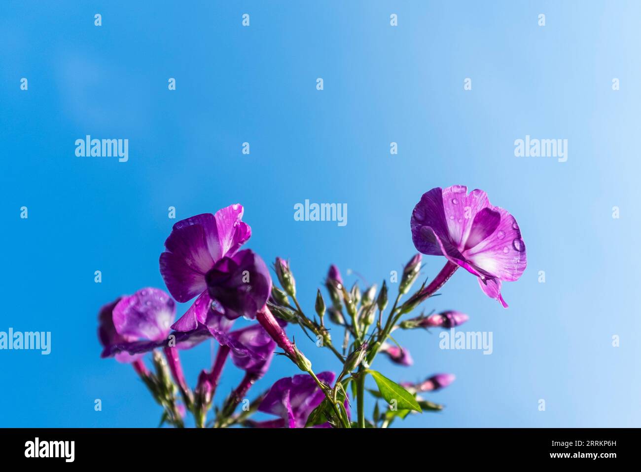 Phlox flower against blue sky Stock Photo