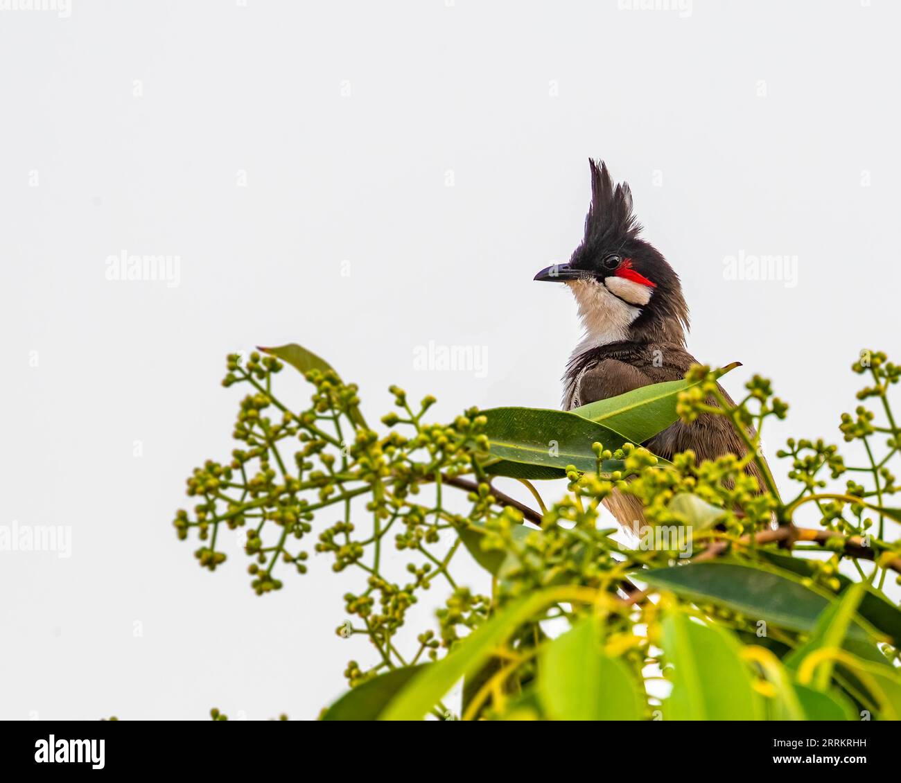 Great bulbul of india hi-res stock photography and images - Alamy