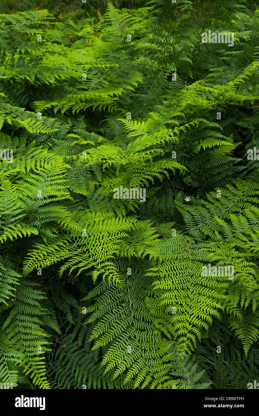 Eagle fern (Pteridium aquilinum) covers the forest floor in the Palatinate Forest Nature Park, Palatinate Forest-North Vosges Biosphere Reserve, Germany, Rhineland-Palatinate Stock Photo