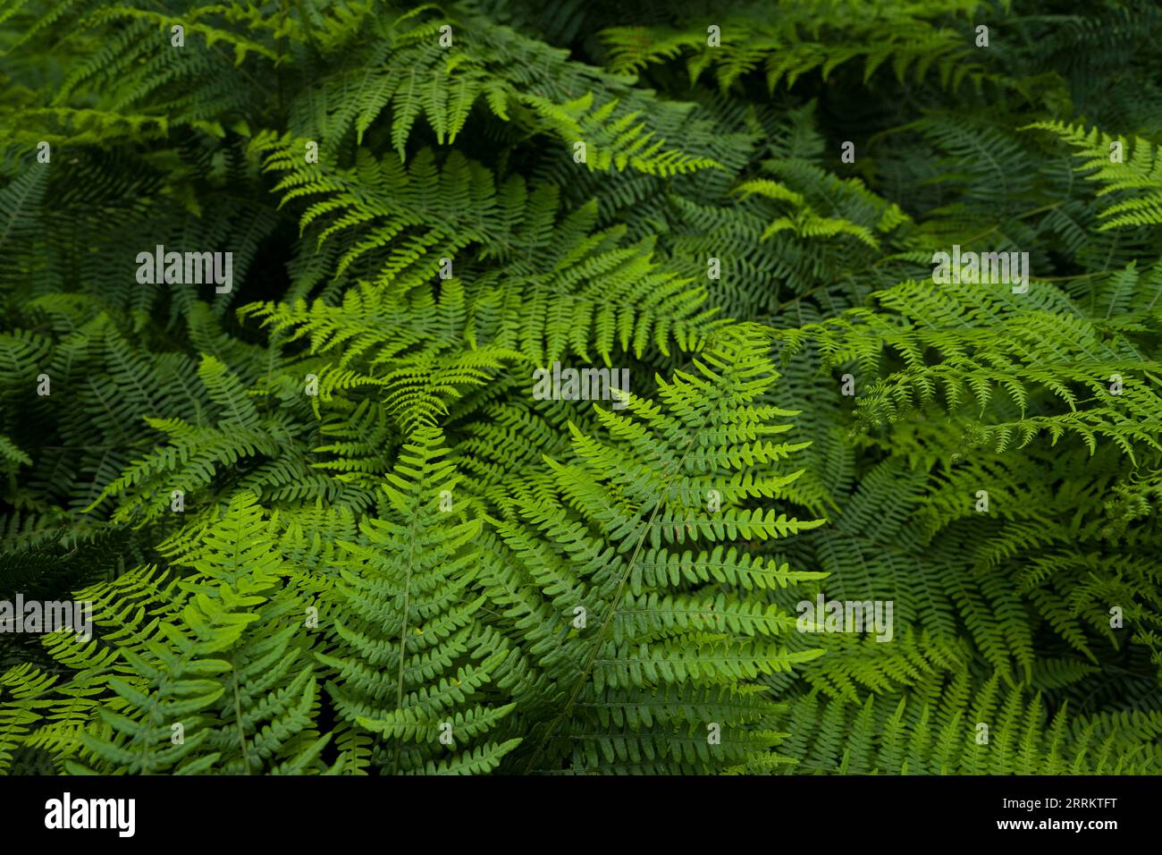 Eagle fern (Pteridium aquilinum), Pfälzerwald Nature Park, Pfälzerwald-Nordvogesen Biosphere Reserve, Germany, Rhineland-Palatinate Stock Photo