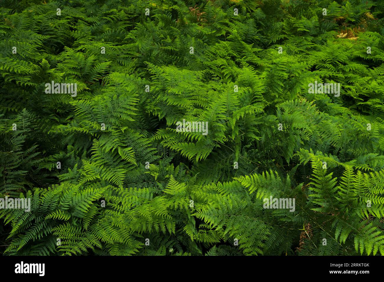 Eagle fern (Pteridium aquilinum) covers the forest floor in the Palatinate Forest Nature Park, Palatinate Forest-North Vosges Biosphere Reserve, Germany, Rhineland-Palatinate Stock Photo