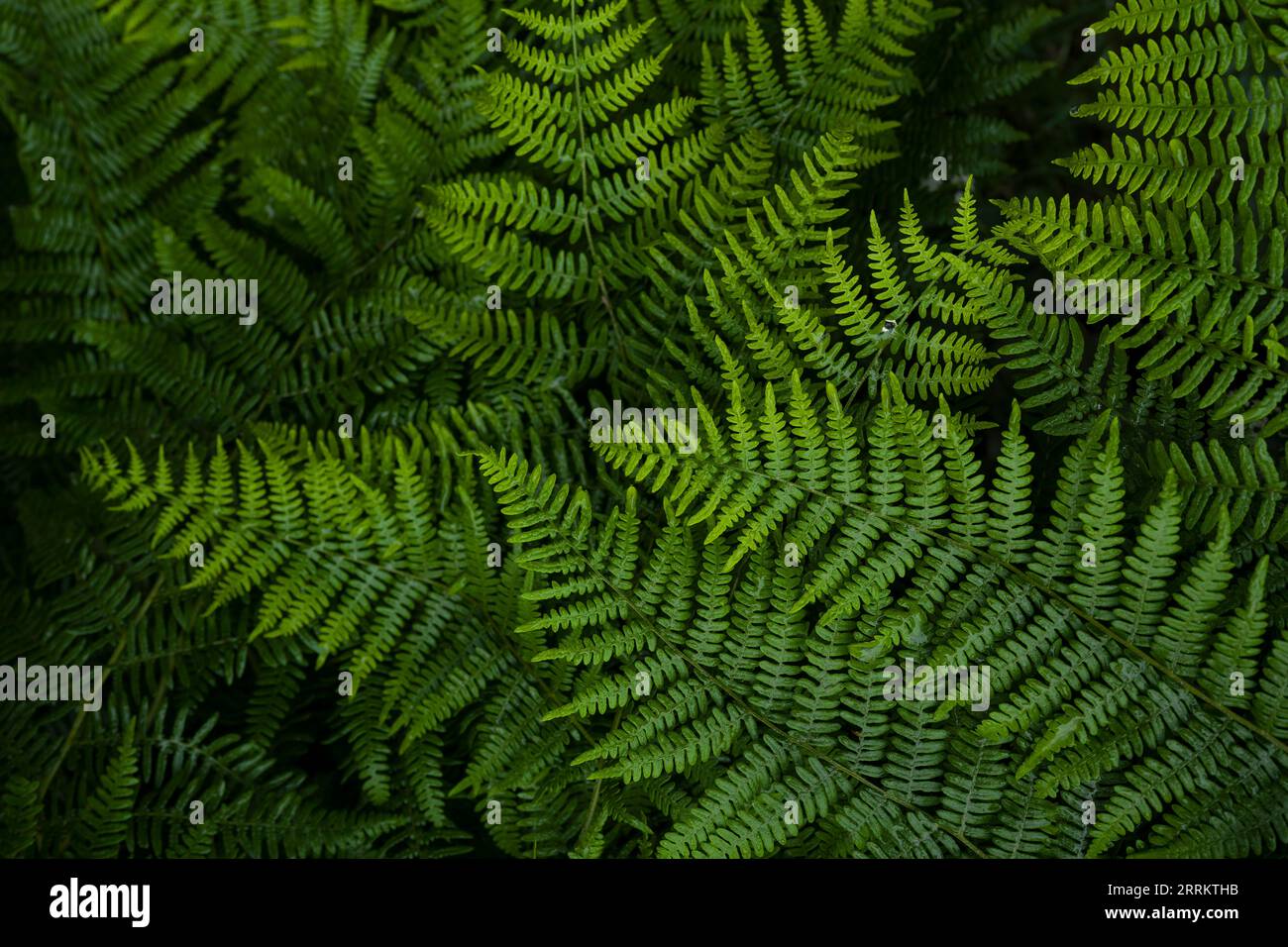 Eagle fern (Pteridium aquilinum), Pfälzerwald Nature Park, Pfälzerwald-Nordvogesen Biosphere Reserve, Germany, Rhineland-Palatinate Stock Photo