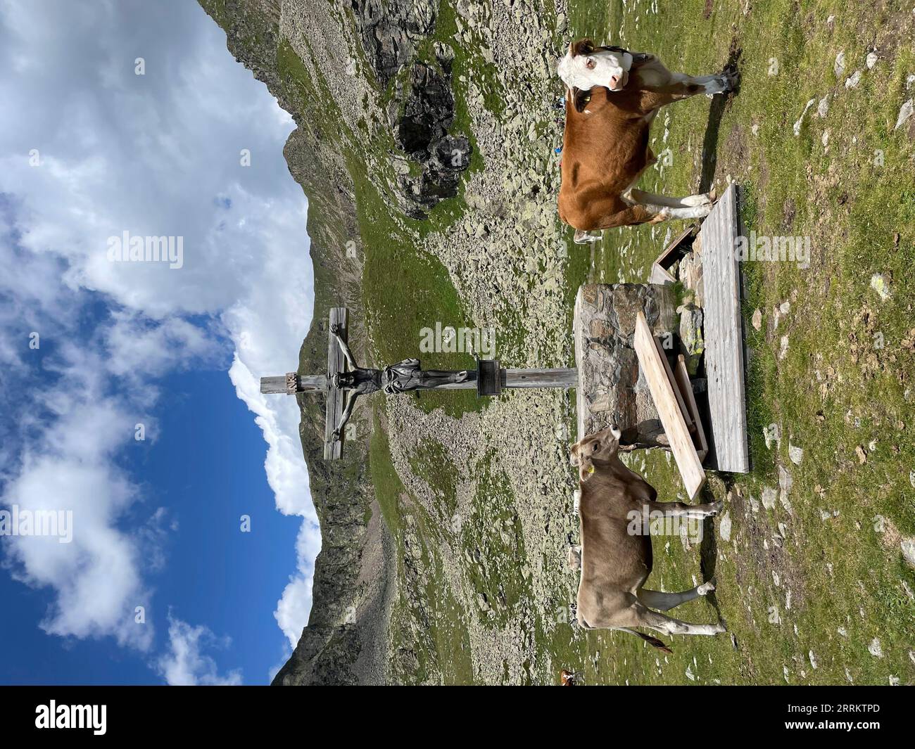 Hike to Latzfons Cross in South Tyrol, summit cross, cows, pilgrimage site, Sarntal Alps, 2300 m, viewpoint, Dolomites, Klausen, Latzfons, Wipptal, sun, mountains, clouds, nature, activity, Klausen, South Tyrol, Alto Adige, Italy Stock Photo