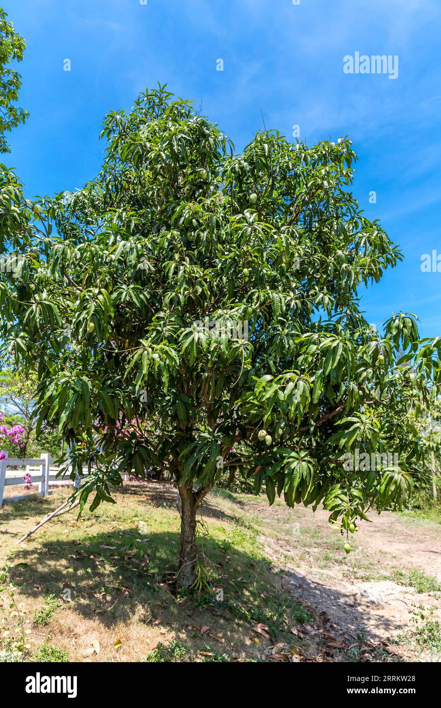 Mango tree, near Bangkok, Thailand, Asia Stock Photo - Alamy