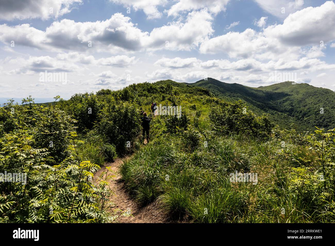 Europe, Poland, Podkarpackie Voivodeship, Bieszczady Mountains, Bieszczady National Park, Bukowe Bedro Stock Photo