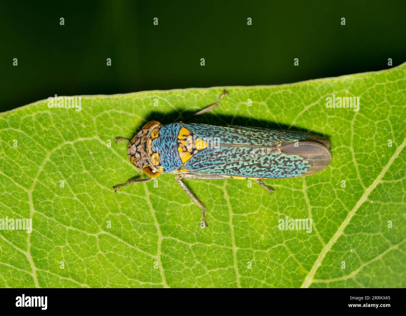 Red Tree Hopper Treehopper on green leaf hi-res stock photography and images - Alamy