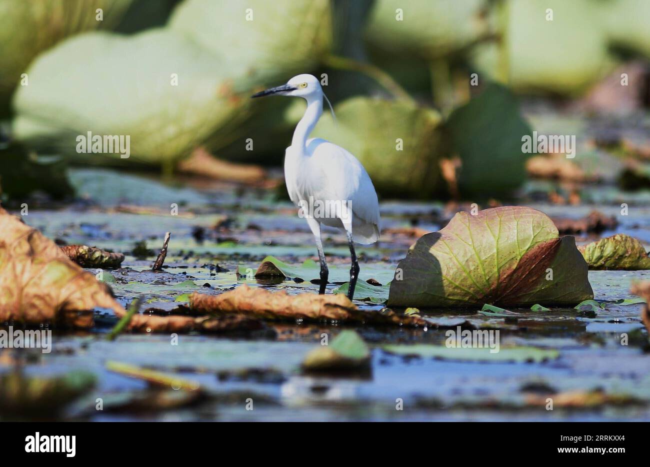 220922 -- XIONG AN, Sept. 22, 2022 -- Photo taken on Sept. 21, 2022 shows an egret in Baiyangdian Lake in Xiong an New Area, north China s Hebei Province. In recent years, the Xiong an New Area has strengthened the ecological protection and restoration of Baiyangdian Lake. Through systematic ecological management, the water quality of Baiyangdian Lake has seen a leaping improvement and the biodiversity has increased significantly. There are 237 species of birds in the lake area, 31 more than the amount before the establishment of the new area. The Xiong an New Area has designated nine bird hab Stock Photo