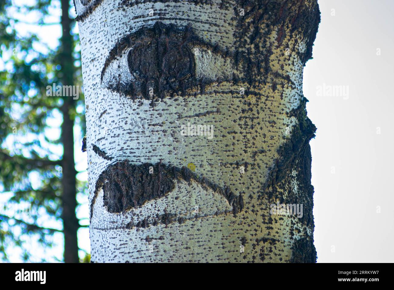 'Eyes' on the trunk of a grey poplar tree (Populus canescens). Stock Photo