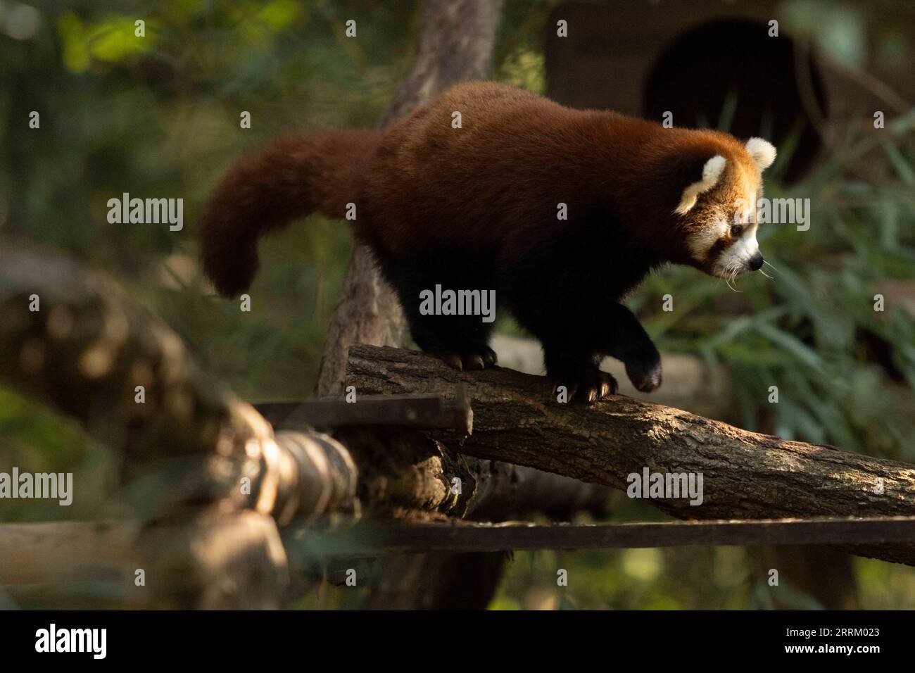 Panda baby mother hi-res stock photography and images - Page 3 - Alamy