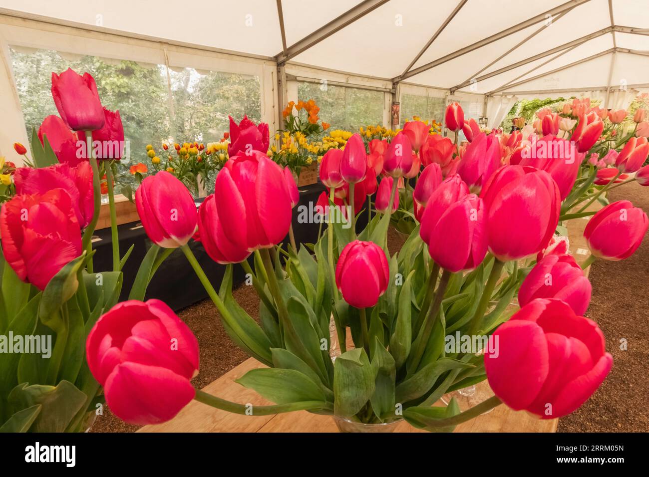 England, Sussex, East Sussex, Pashley Manor Gardens, The Annual Rose Festival, Plant Display Stock Photo