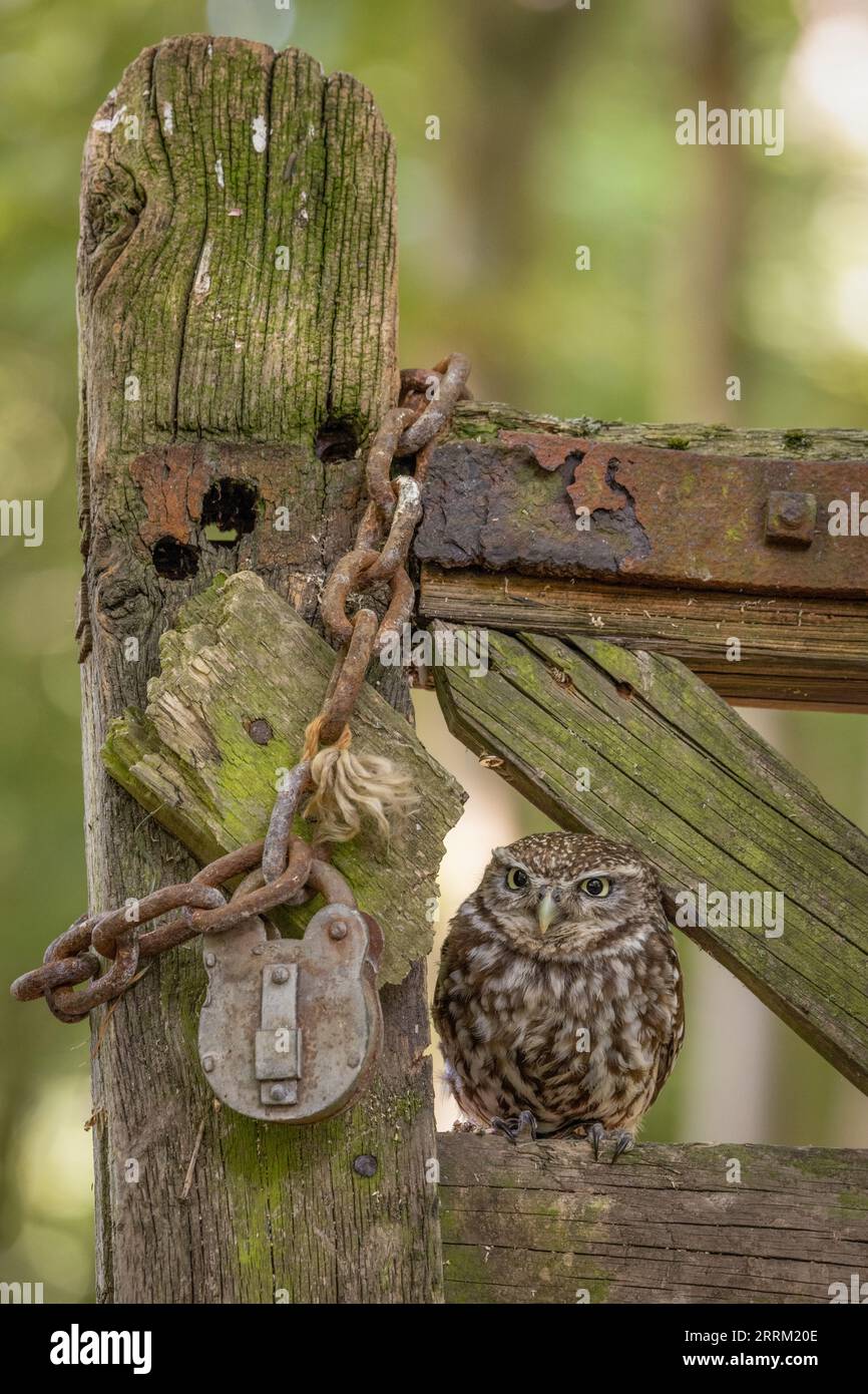 Little Owl, wildlife in the UK. A little owl looking at the camera. Camouflaged bird of prey Stock Photo