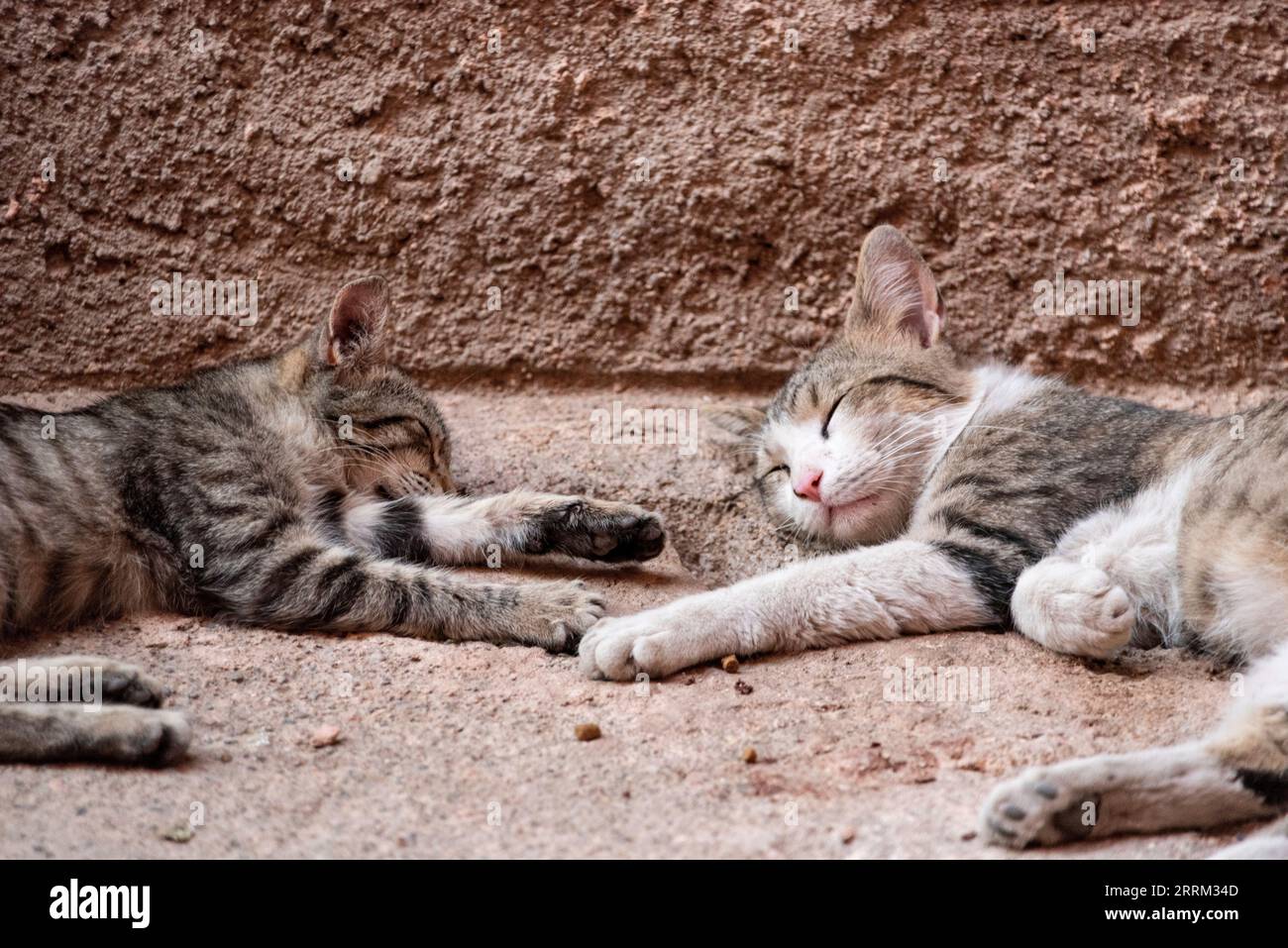 Two street cats sleeping together in the medina of Marrakech, Morocco Stock Photo