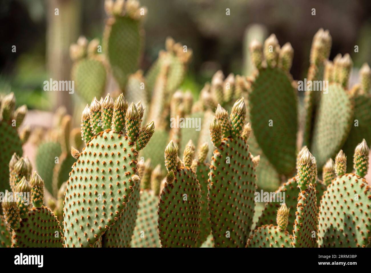 Beautfiul closeup of a Opuntia Aurea cactus in the park el Harti in Marrakech, Morocco Stock Photo