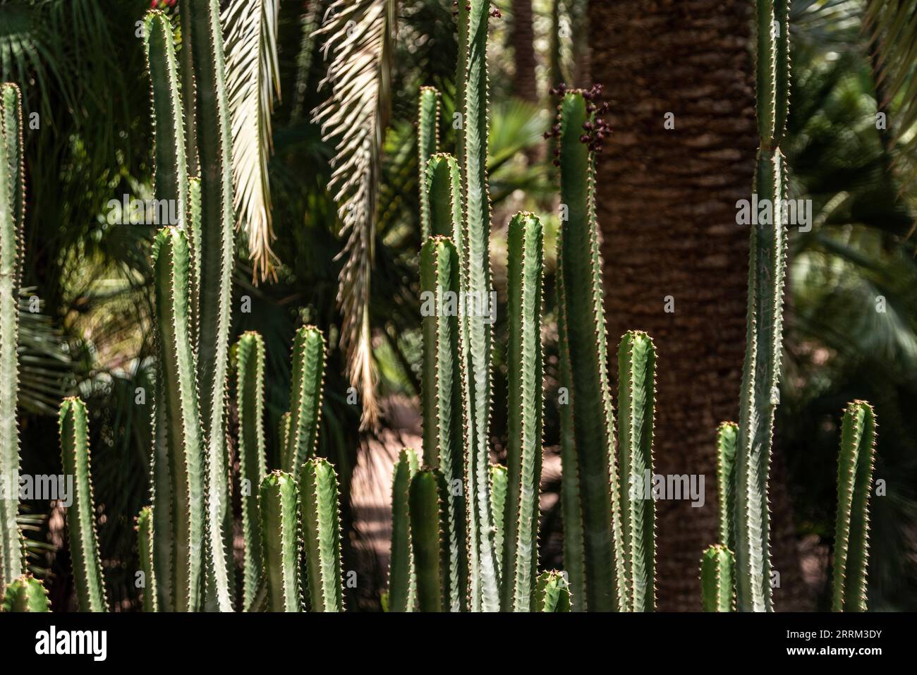 Beautfiul closeup of a Euphorbia Canariensis cactus in a park in Marrakech, Morocco Stock Photo