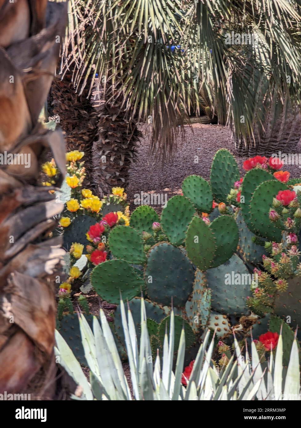 Beautfiul closeup of a Opuntia Aciculata cactus in a park in Marrakech, Morocco Stock Photo