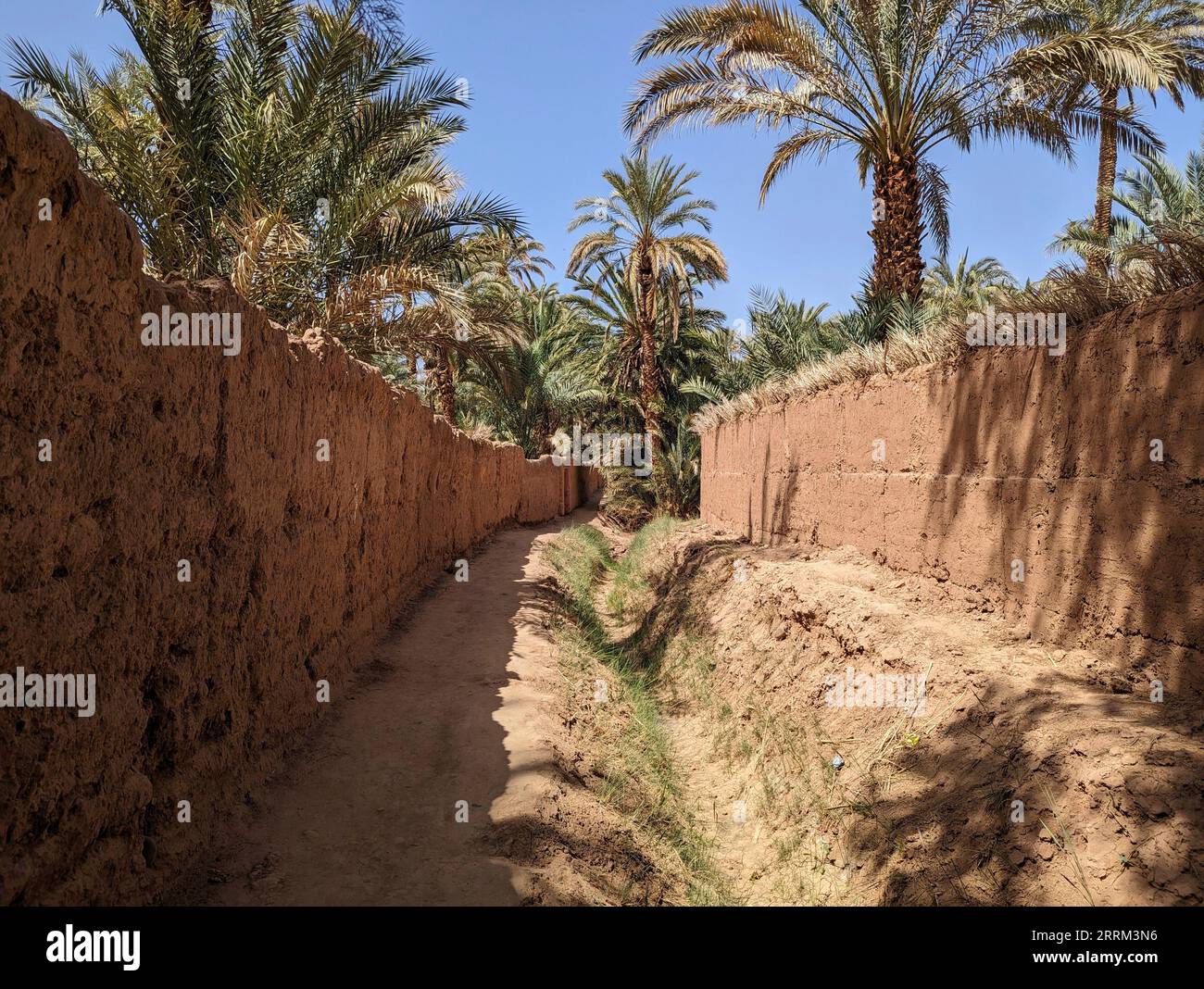 A hiker in a scenic agriculture landscape in the beautiful Draa valley, palm groves surrounding the hiking path, Morocco Stock Photo