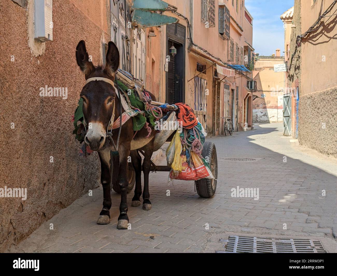 A donkey with a cart waiting for its master in the medina of Marrakech, Morocco Stock Photo