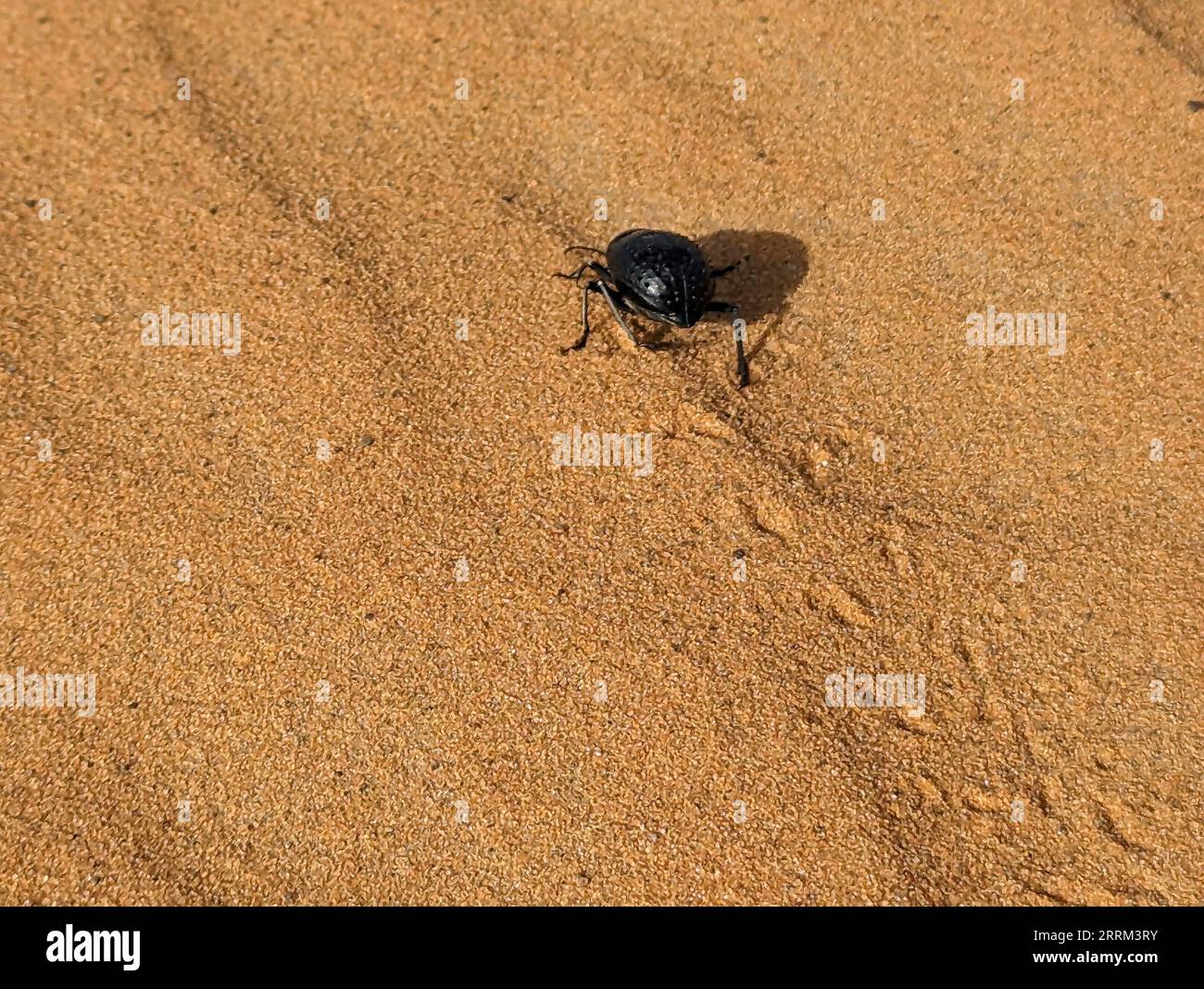 A black scarab beetle in the Erg Chebbi desert in Morocco Stock Photo