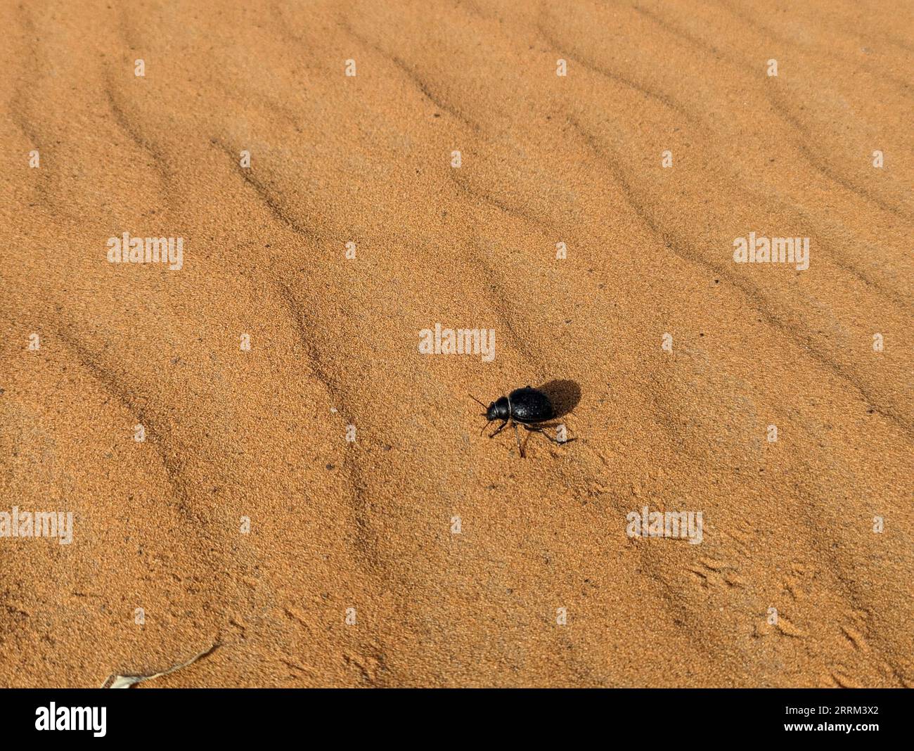 A black scarab beetle in the Erg Chebbi desert in Morocco Stock Photo