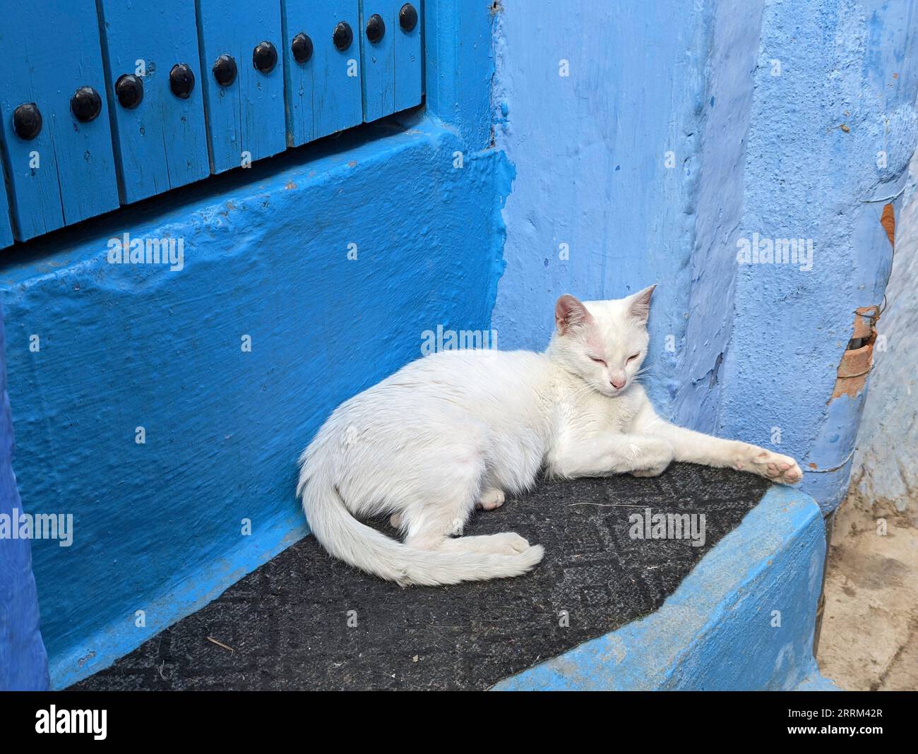 White cat sleeping at the stairs of a typical blue house in Chefchaouen, Morocco Stock Photo