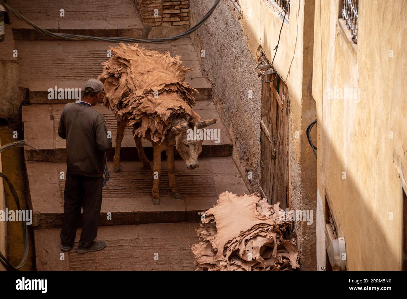 Fes, Morocco, A donkeys takes dried leather from a tannery in the medina of Fes, Morocco Stock Photo