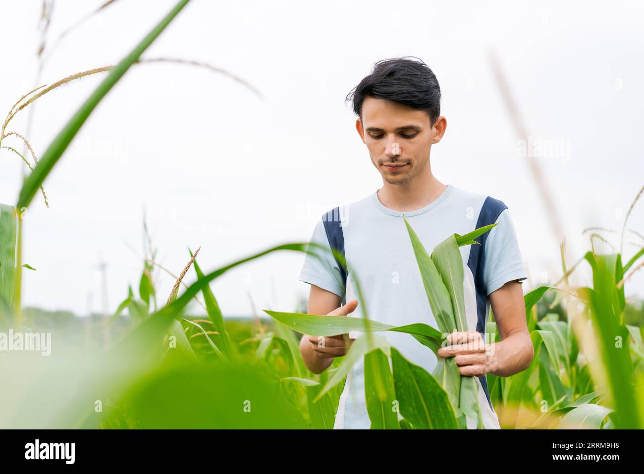 young guy farmer stands in a cornfield Stock Photo