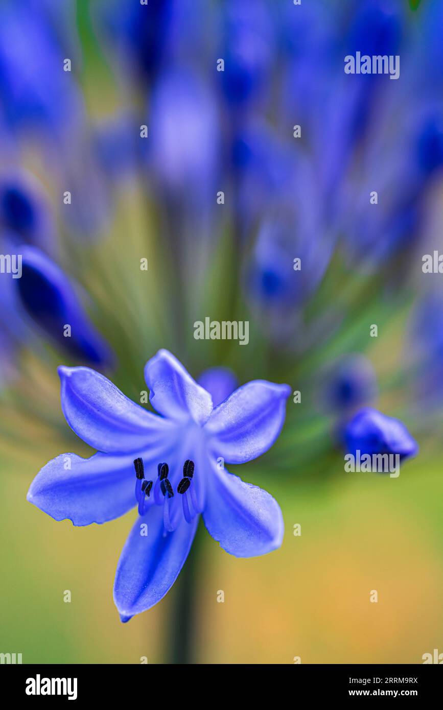 Jewel Lily 'Northern Star' (Agapanthus) Stock Photo