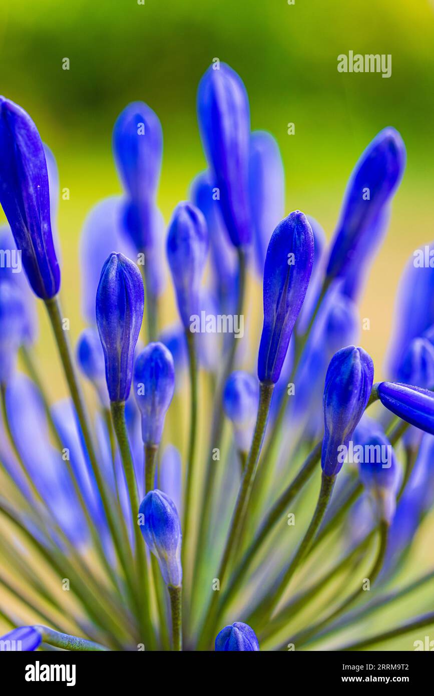 Jewel Lily 'Northern Star' (Agapanthus) Stock Photo