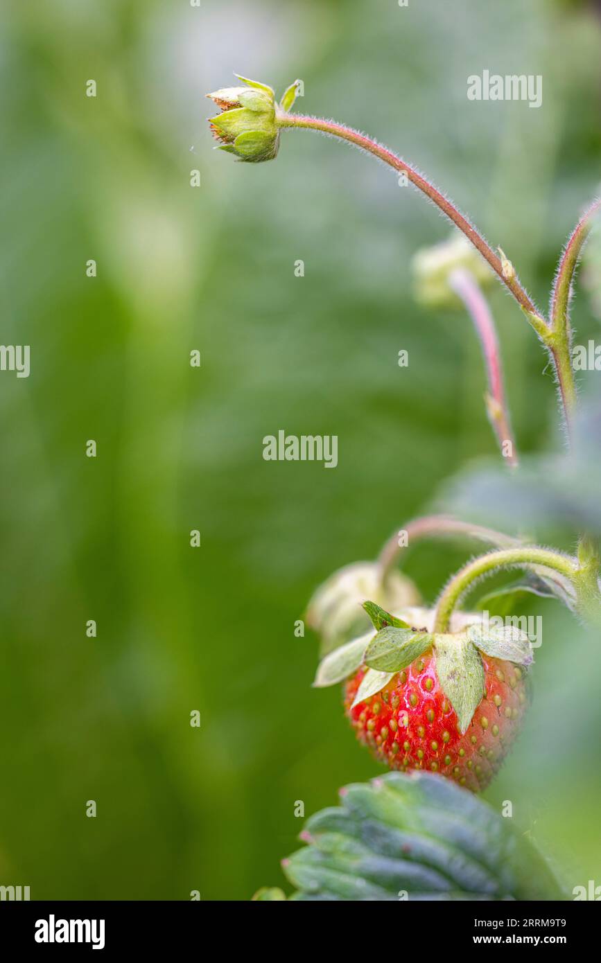 Garden strawberry, Fragaria ananassa Stock Photo