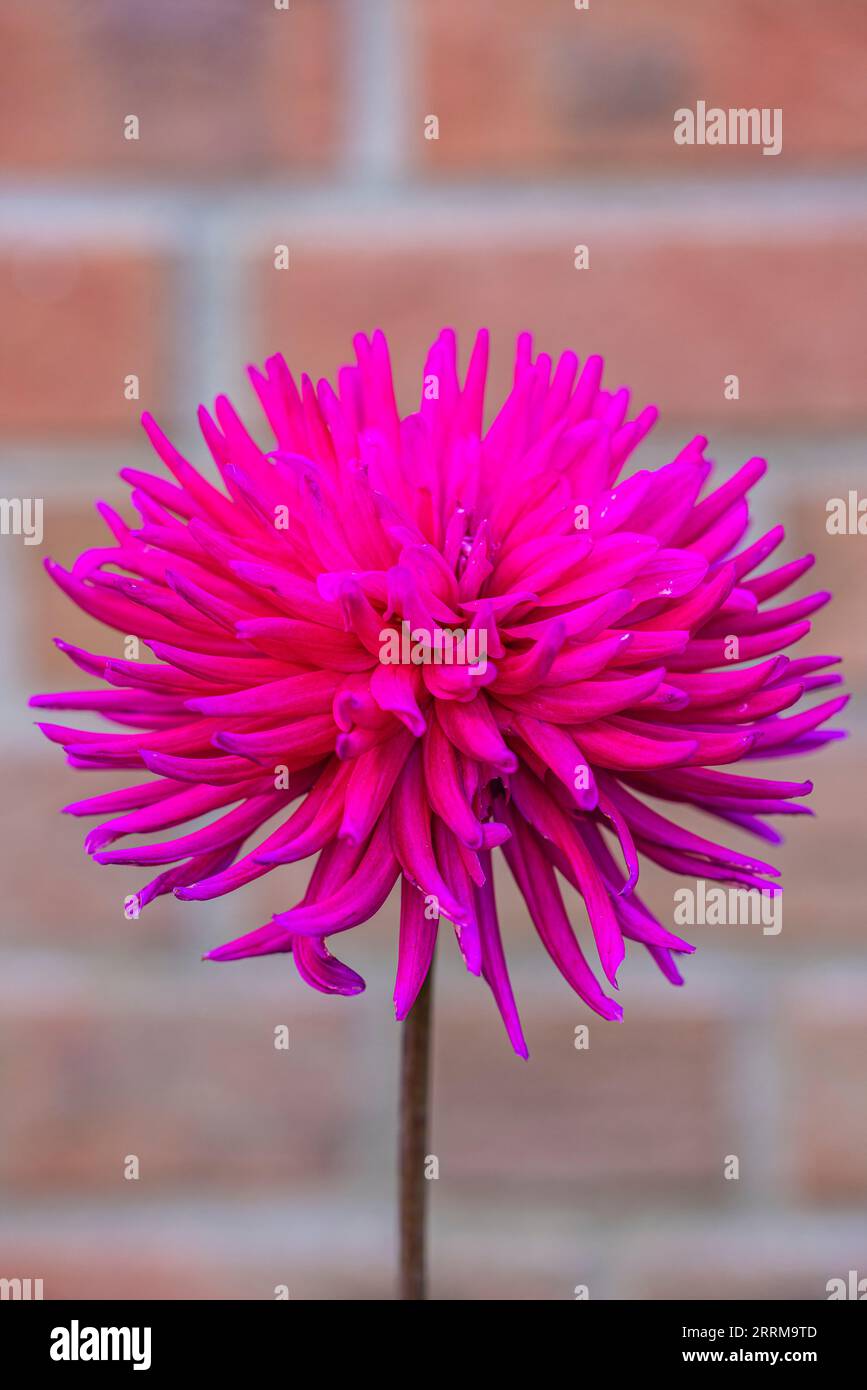 Dahlia mixture 'Midnight Party' in full bloom Stock Photo