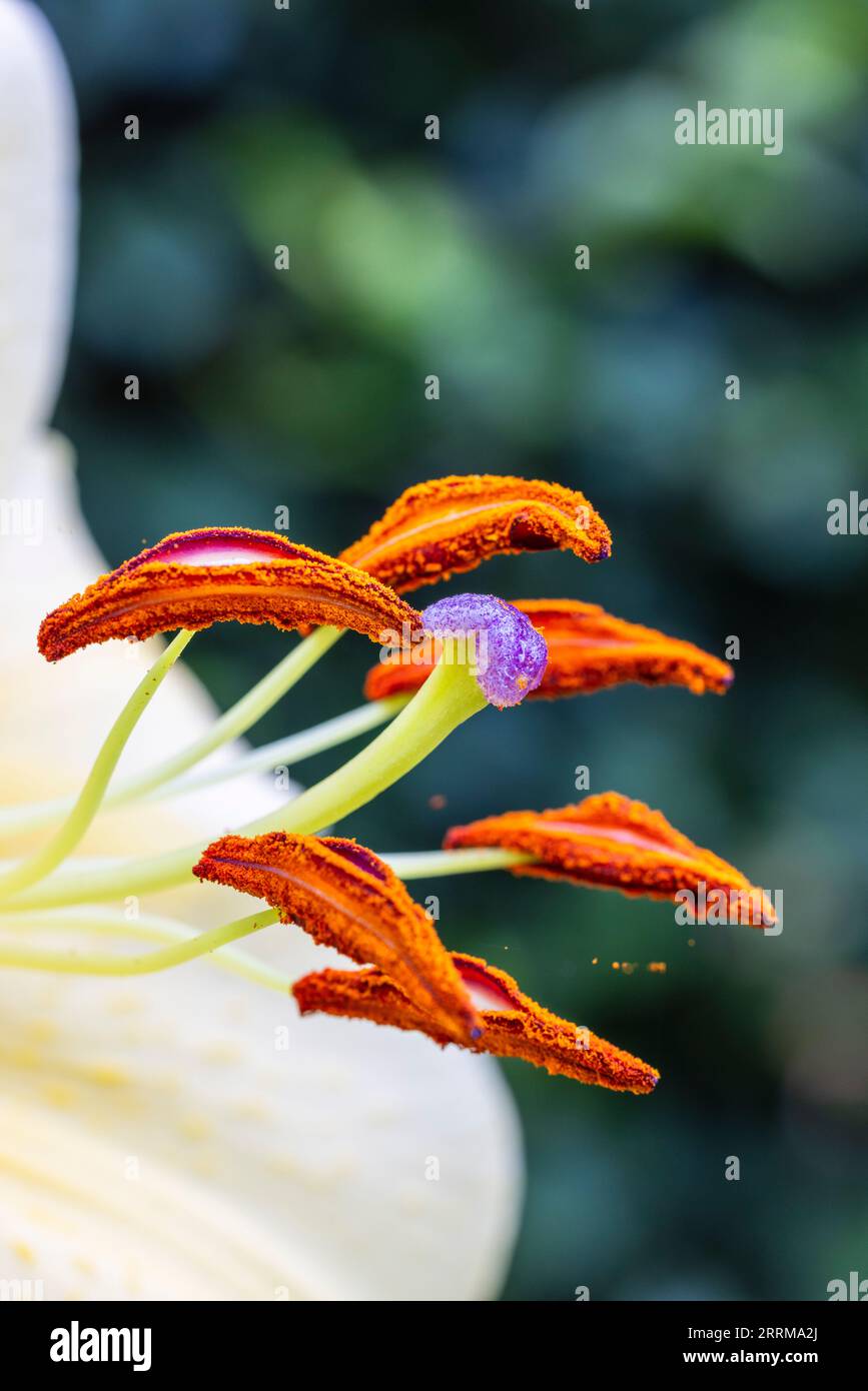 Close up of beautiful garden lily (Lilium), one of the most elegant