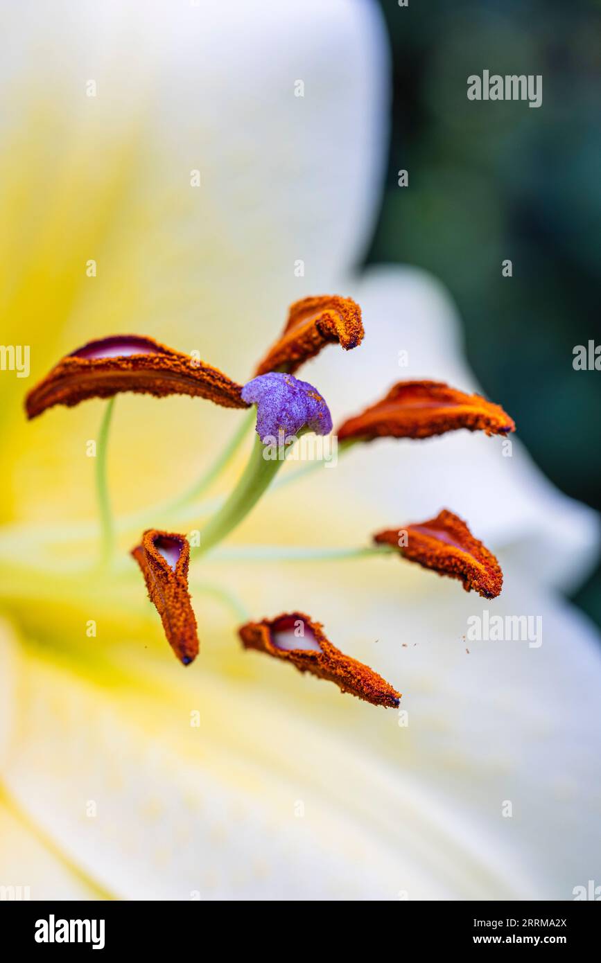 Close up of beautiful garden lily (Lilium), one of the most elegant