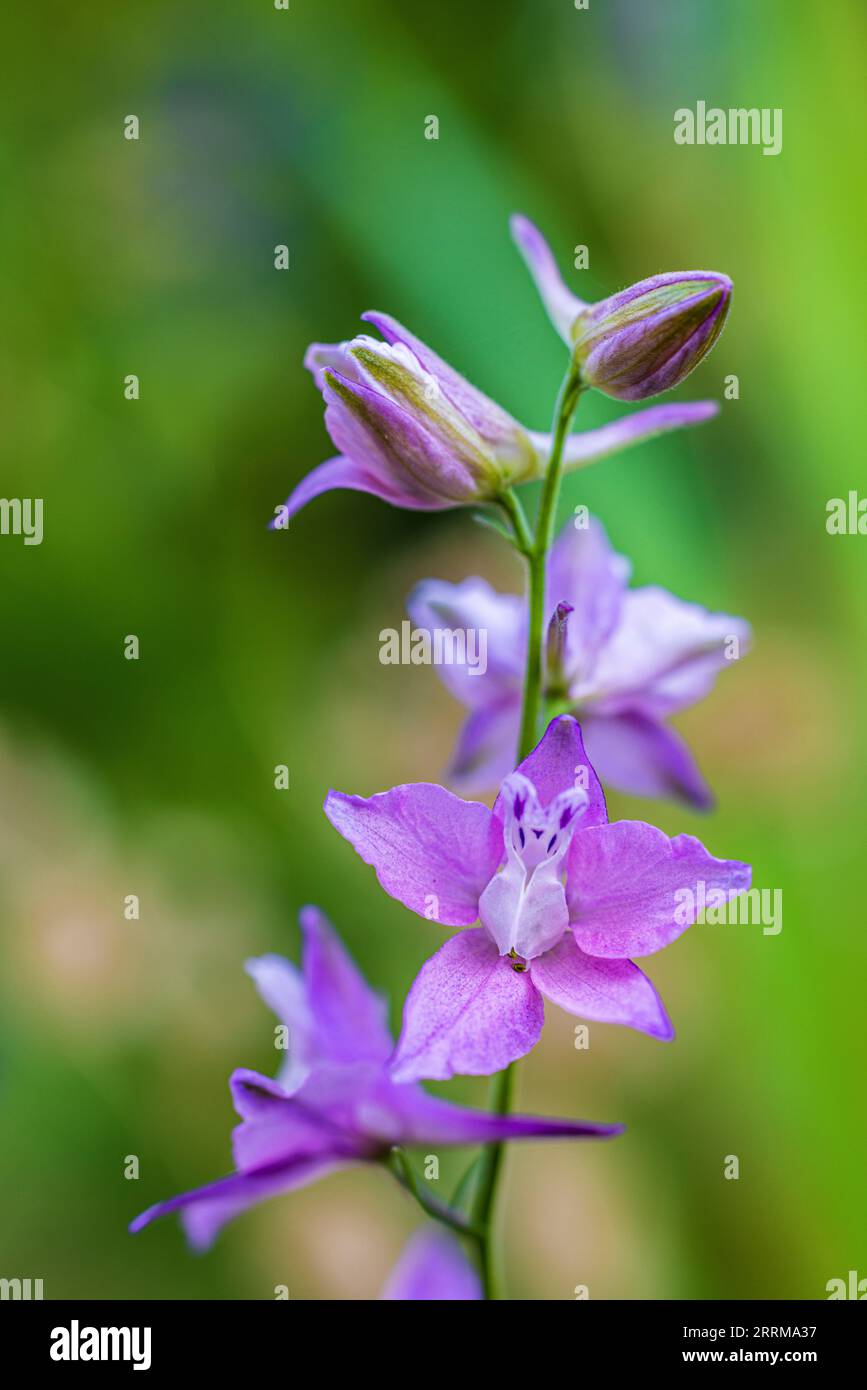 Flower of common field delphinium (Consolida regalis / Delphinium consolida), field delphinium, medicinal plant Stock Photo