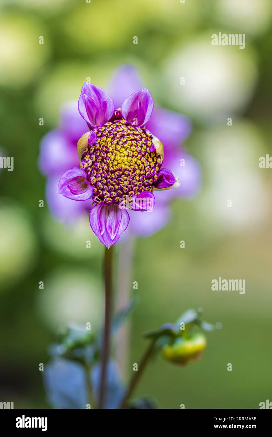 Anemone flower dahlia 'Fenna Baaij', flower, close up Stock Photo - Alamy