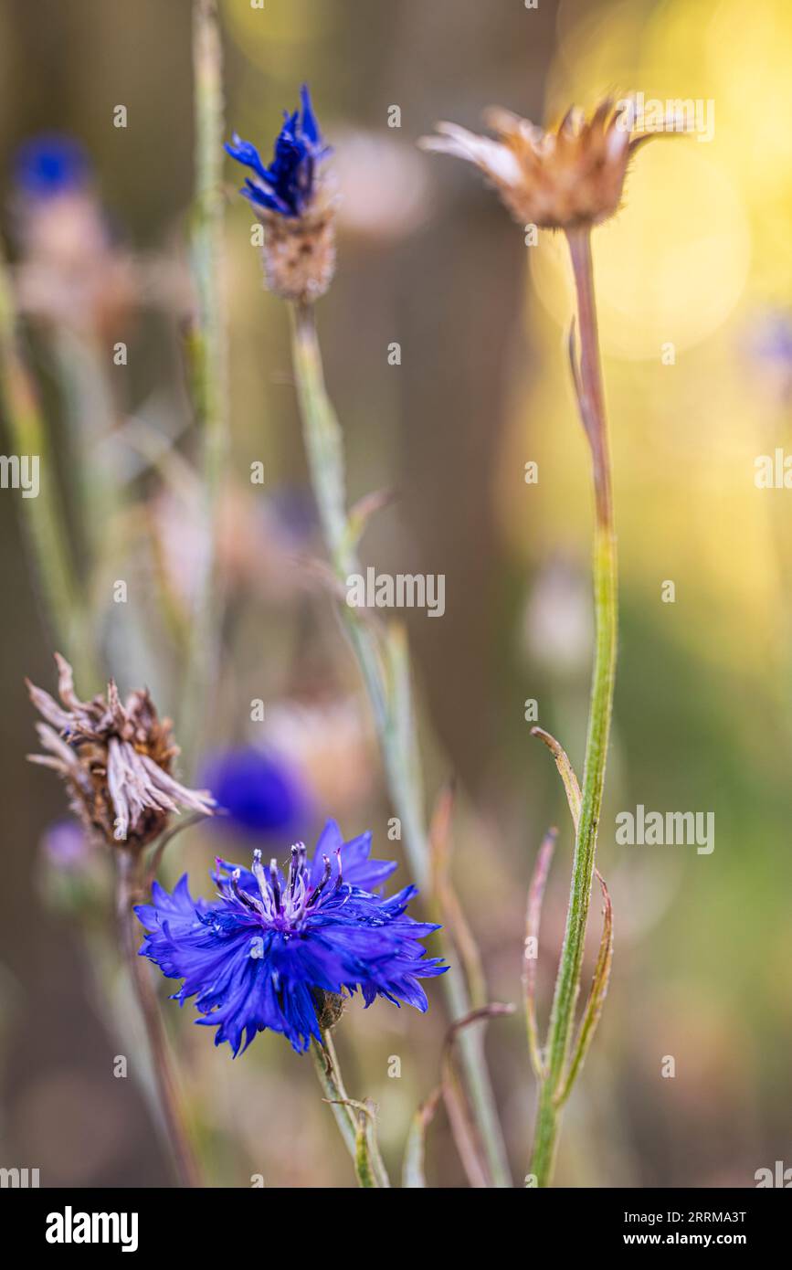 Cornflower 'Blue Diadem Stock Photo